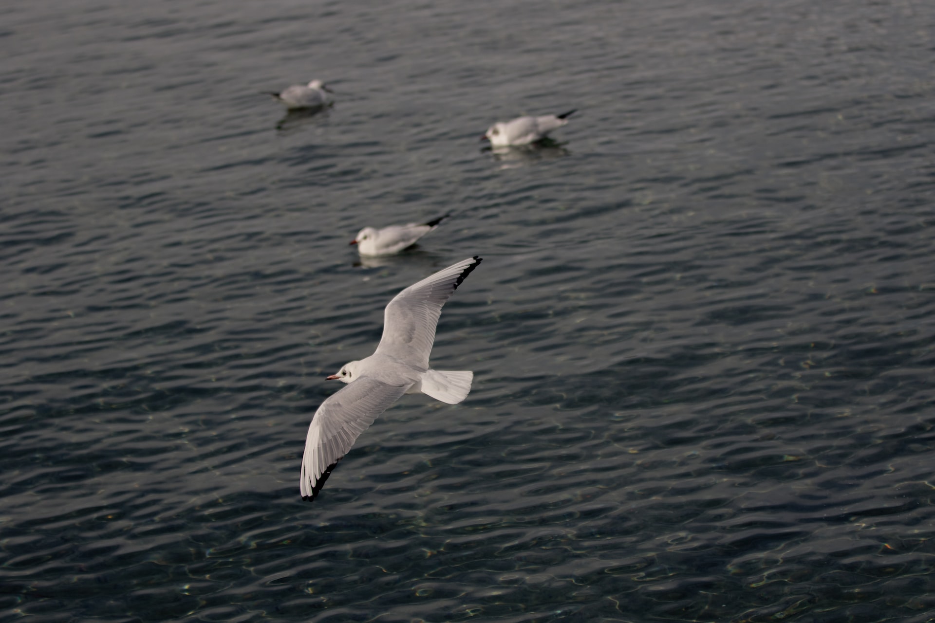 A seabird hovering in the air above the sea with three others sitting on the sea