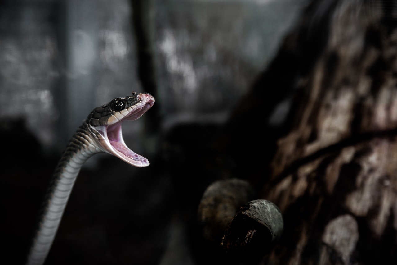 Grey and Brown Snake With Its Mouth Open