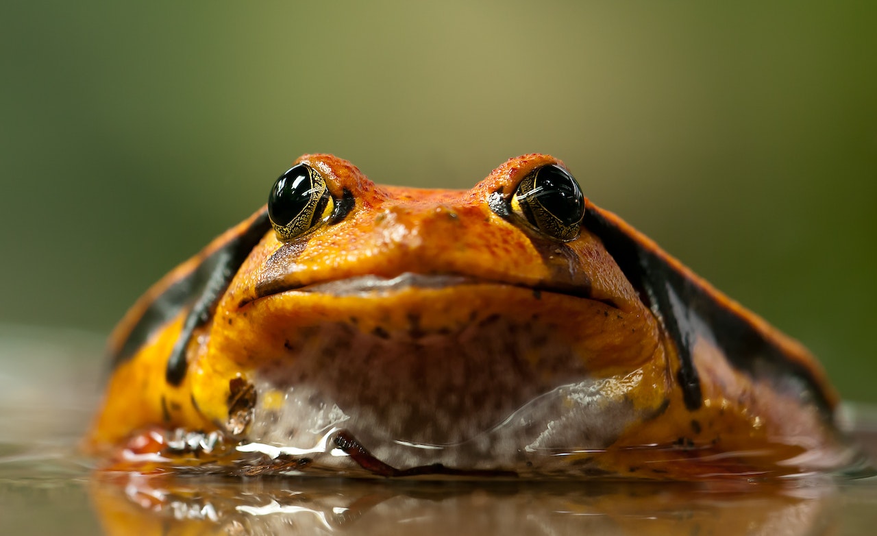 Orange and Black Frog In The Water