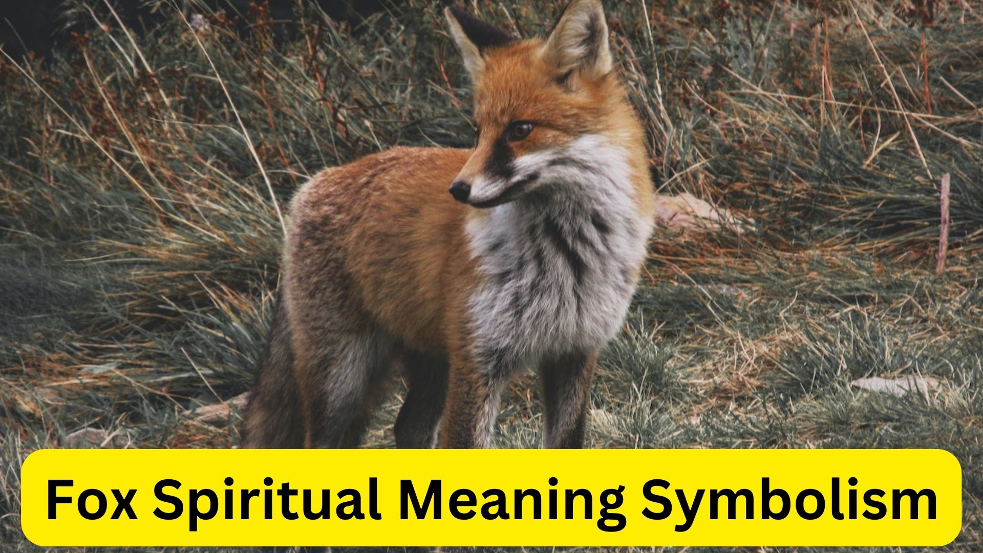 Fox Spiritual Meaning Symbolism - Represent Quiet Observation, Listening, Patience