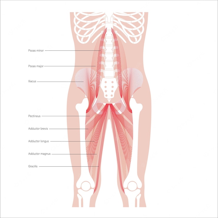 Psoas Muscle Trauma -  Exercises To Release It