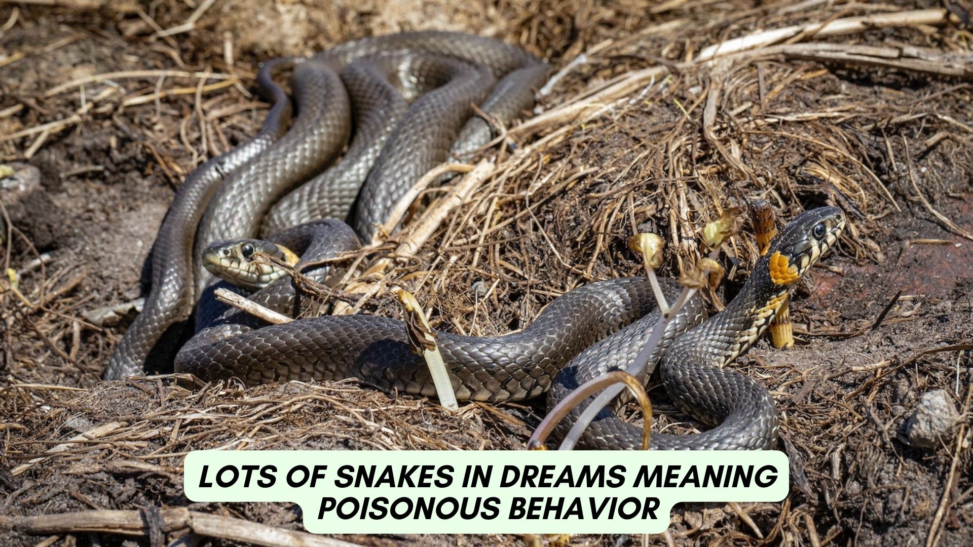 Lots Of Snakes In Dreams Meaning - Poisonous Behavior