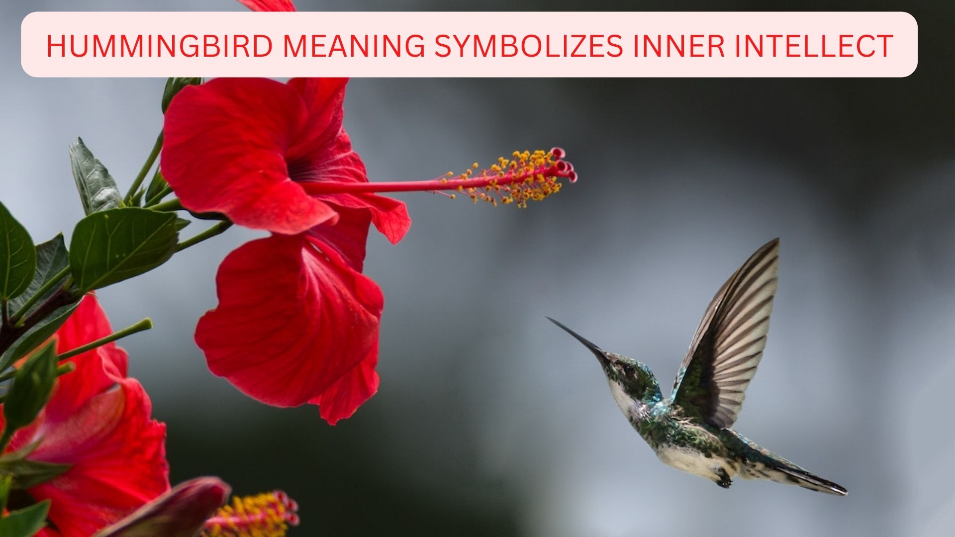 Dream Of Hummingbird Meaning Symbolism - Inner Intellect