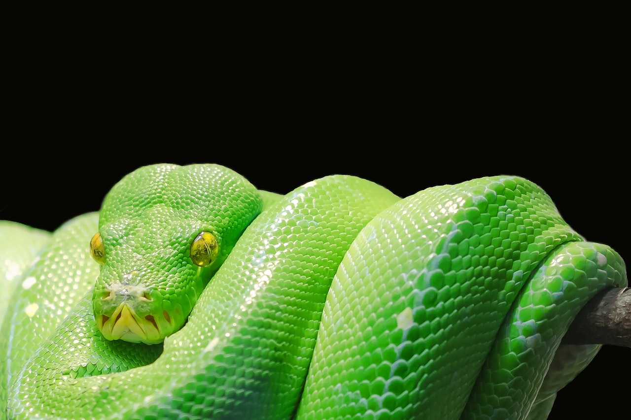 Green Snake In Spiral Form
