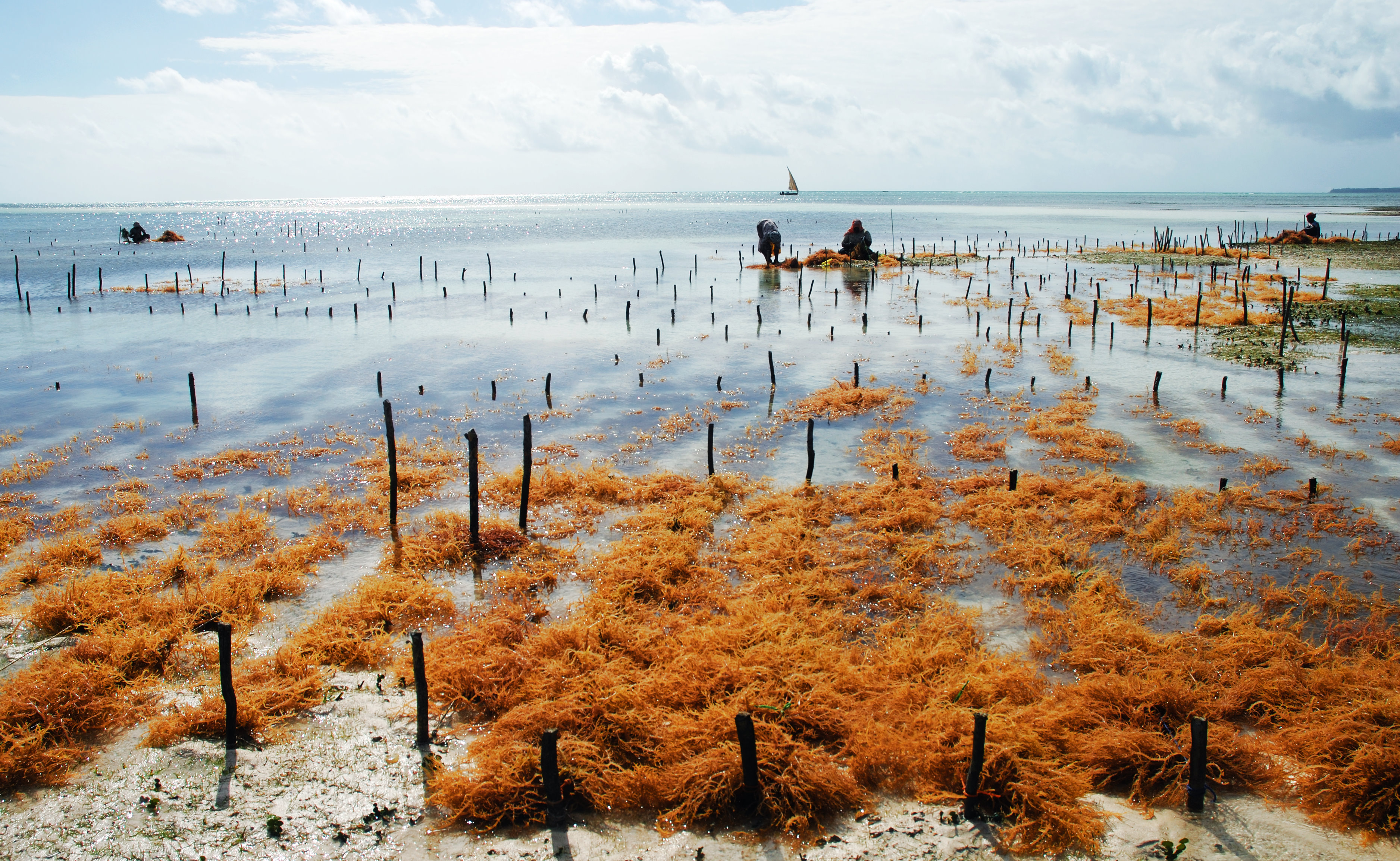 Can A Massive Seaweed Farming Mitigate Climate Change?