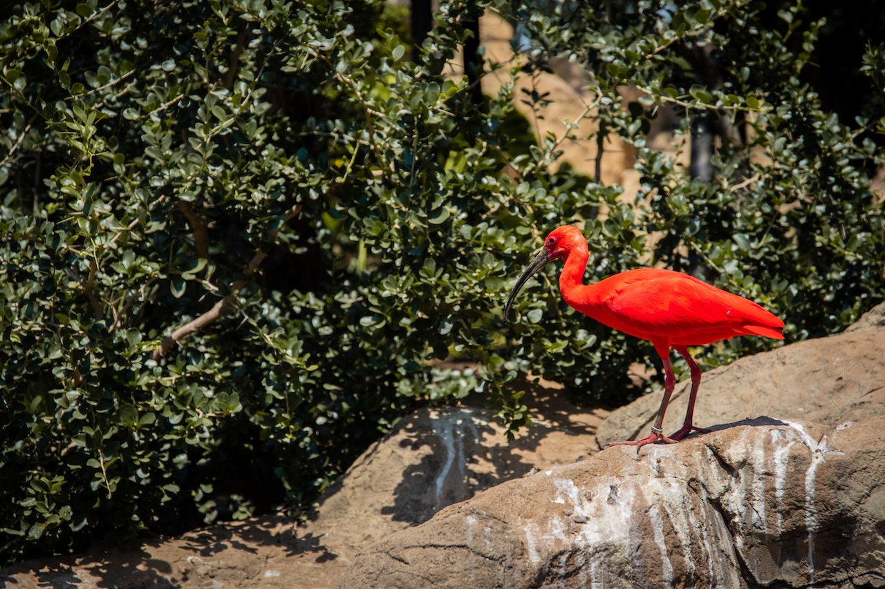 Scarlet Ibis Perching on Rock