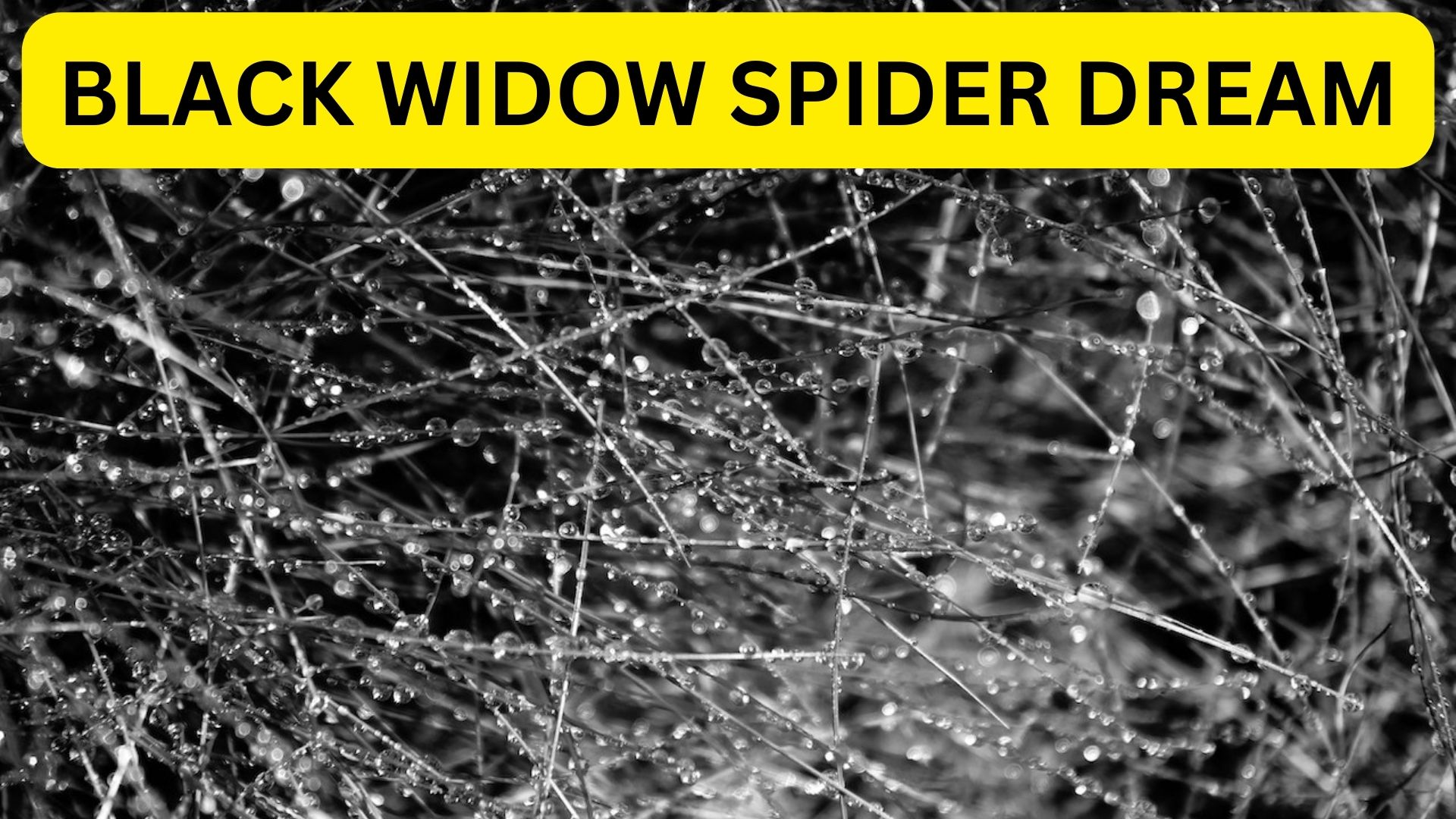 Black Widow Spider Dream - It Represents Unresolved Relationship Issues