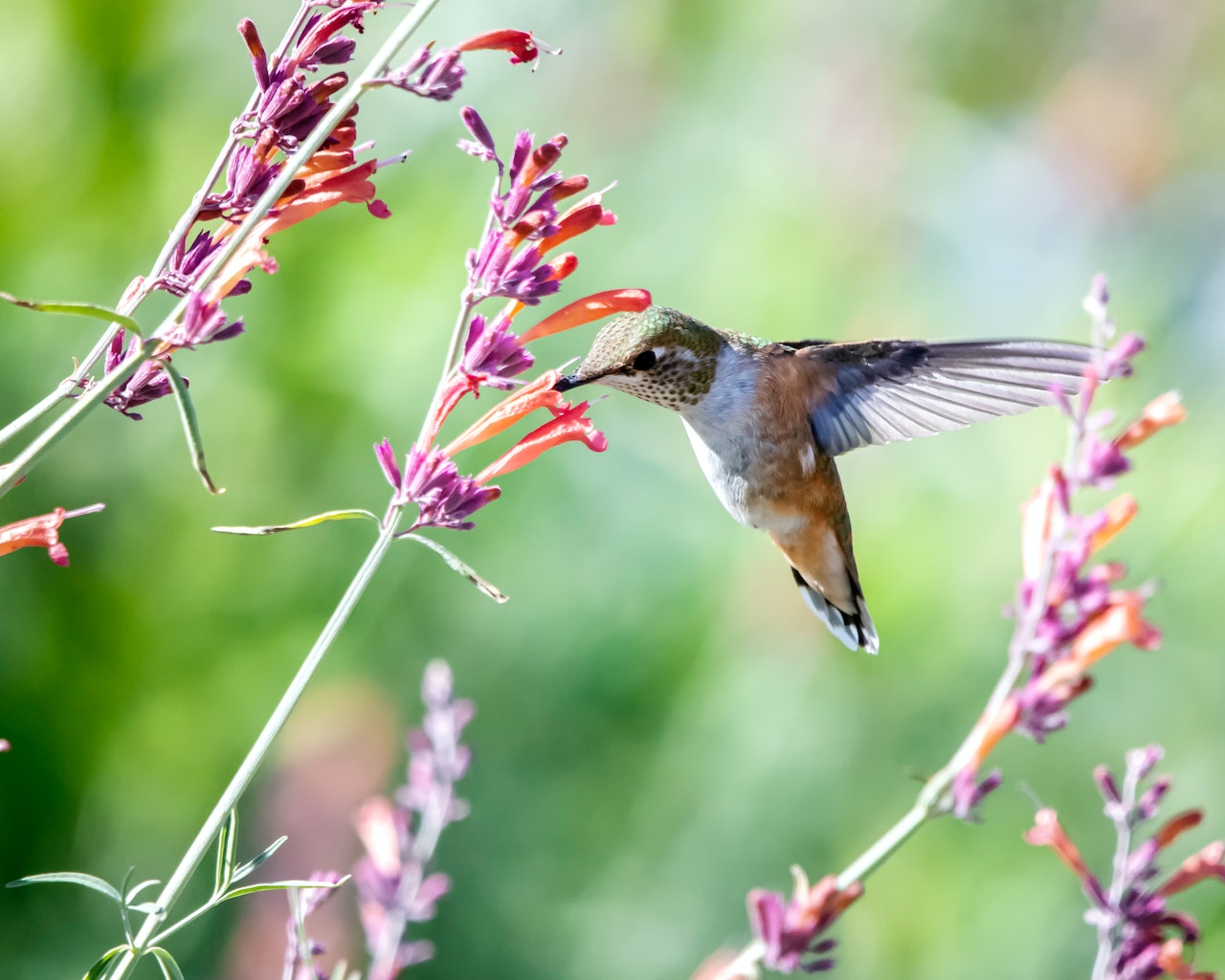 Hummingbird Near Flowers