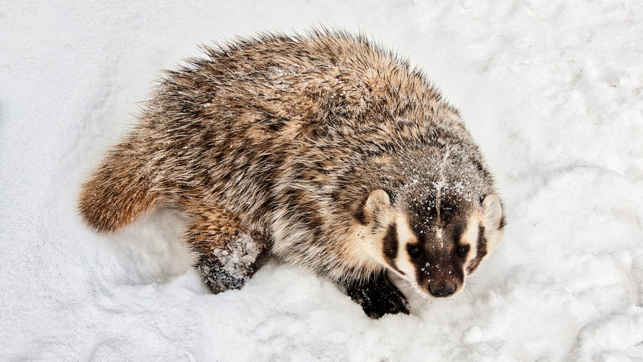 A Badger on the Snow