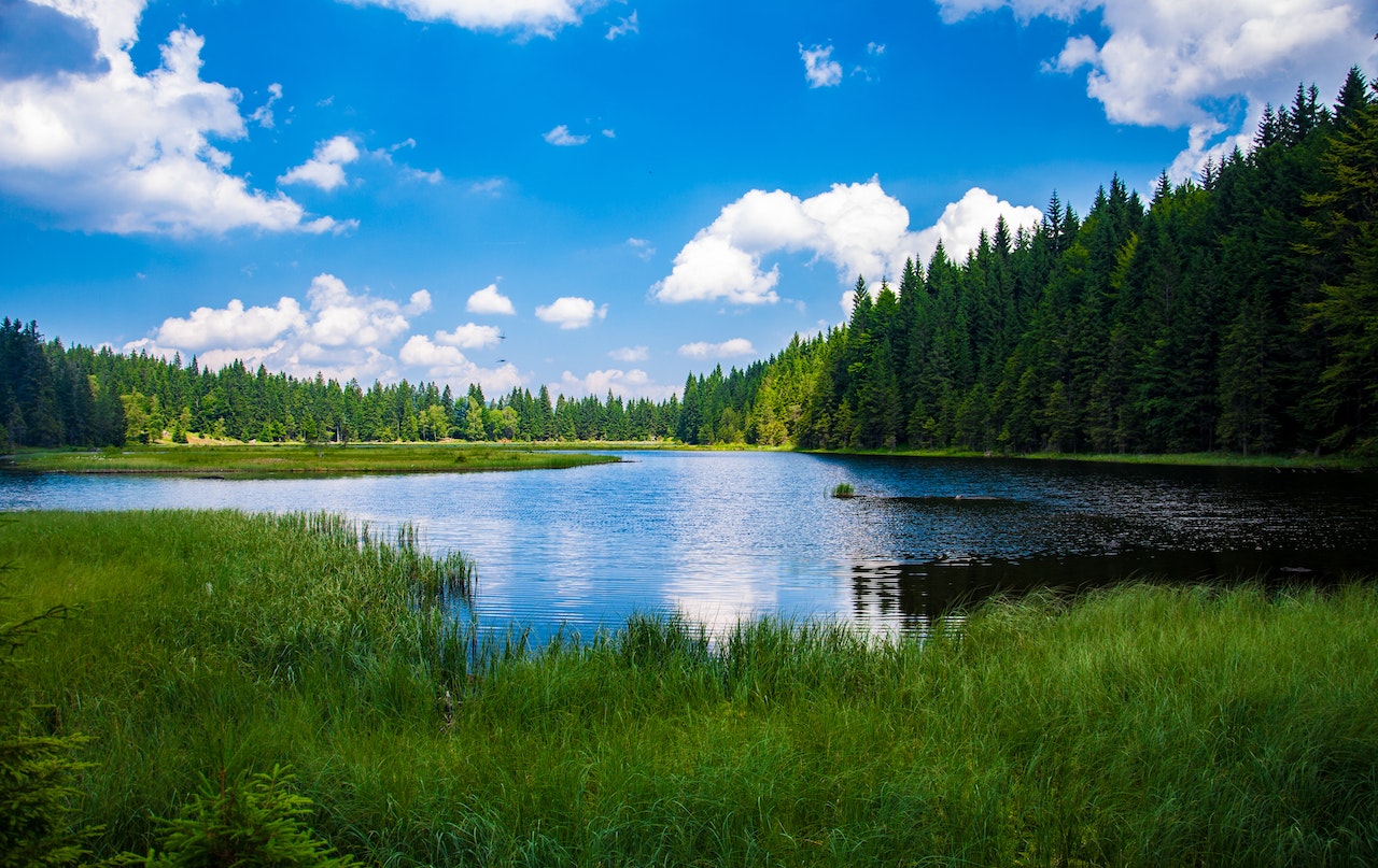 Scenic View of a Lake in Forest