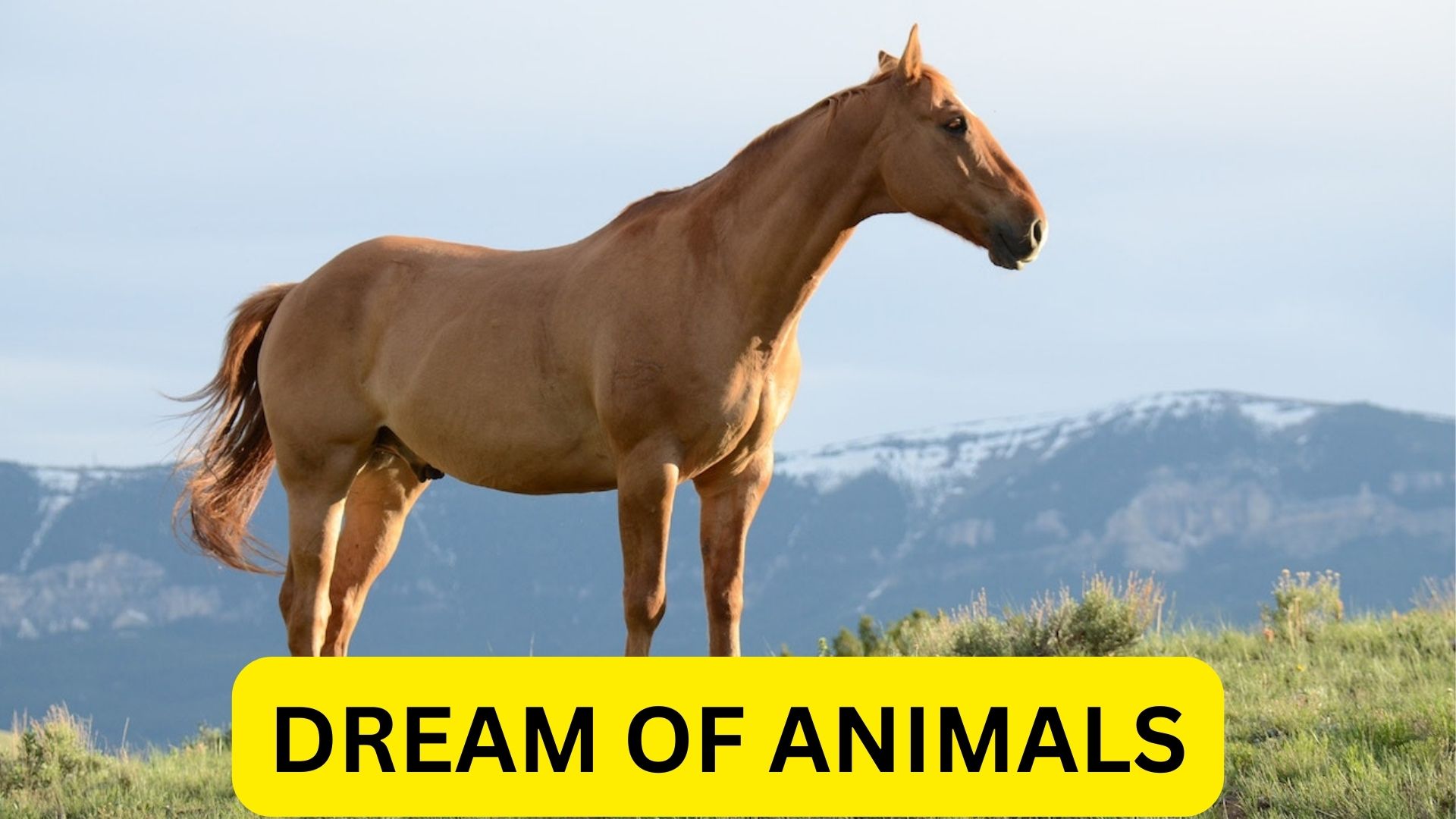 Dream Of Animals - It Signifies Our Basic Instincts