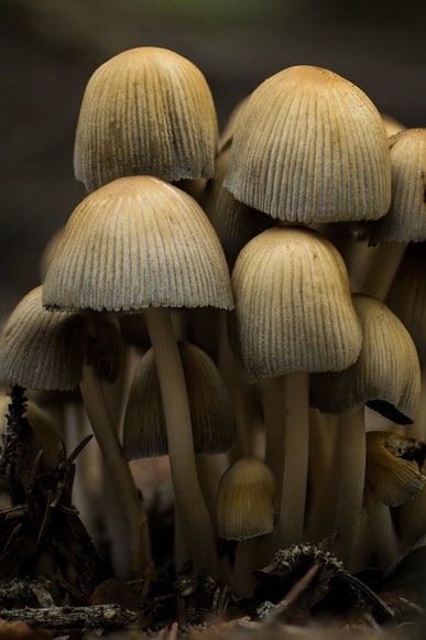 Fungi - Biggest Reason For Humans Survival On Earth