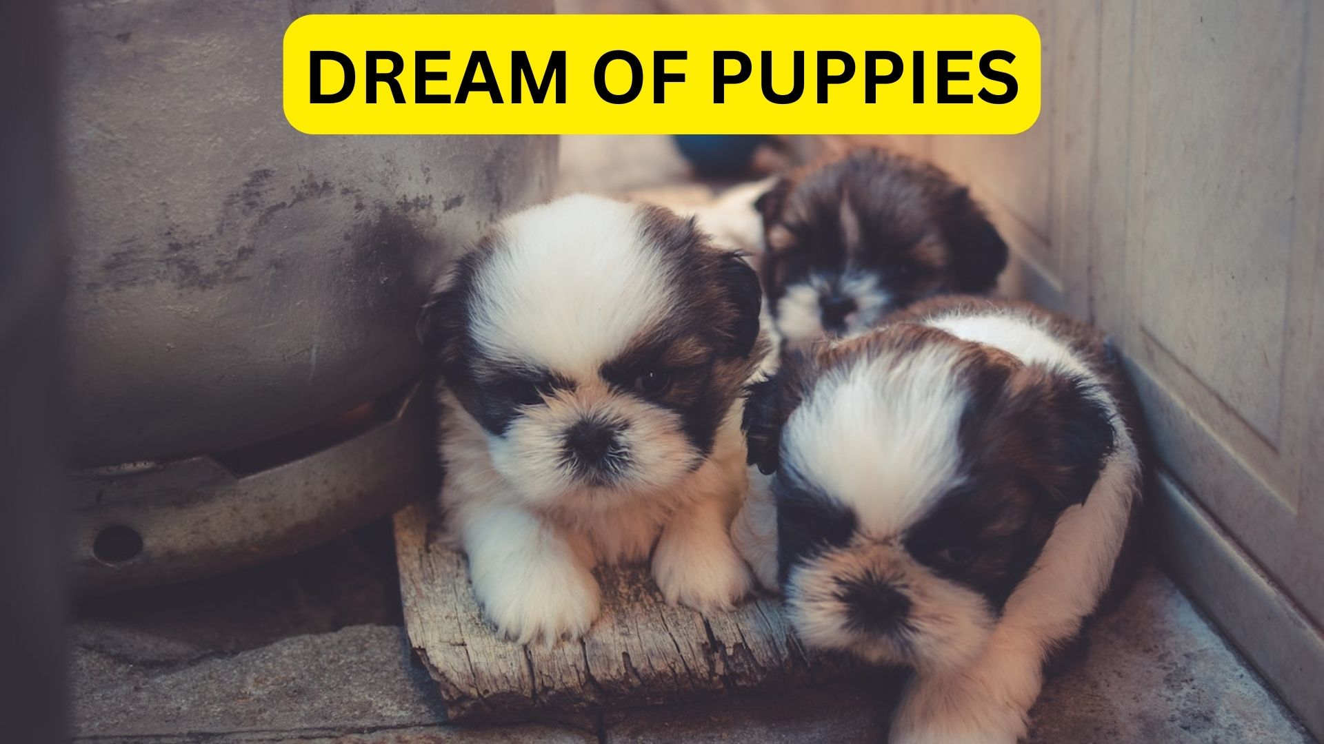 Dream Of Puppies Symbolism - You Have A Deep Affection For Someone