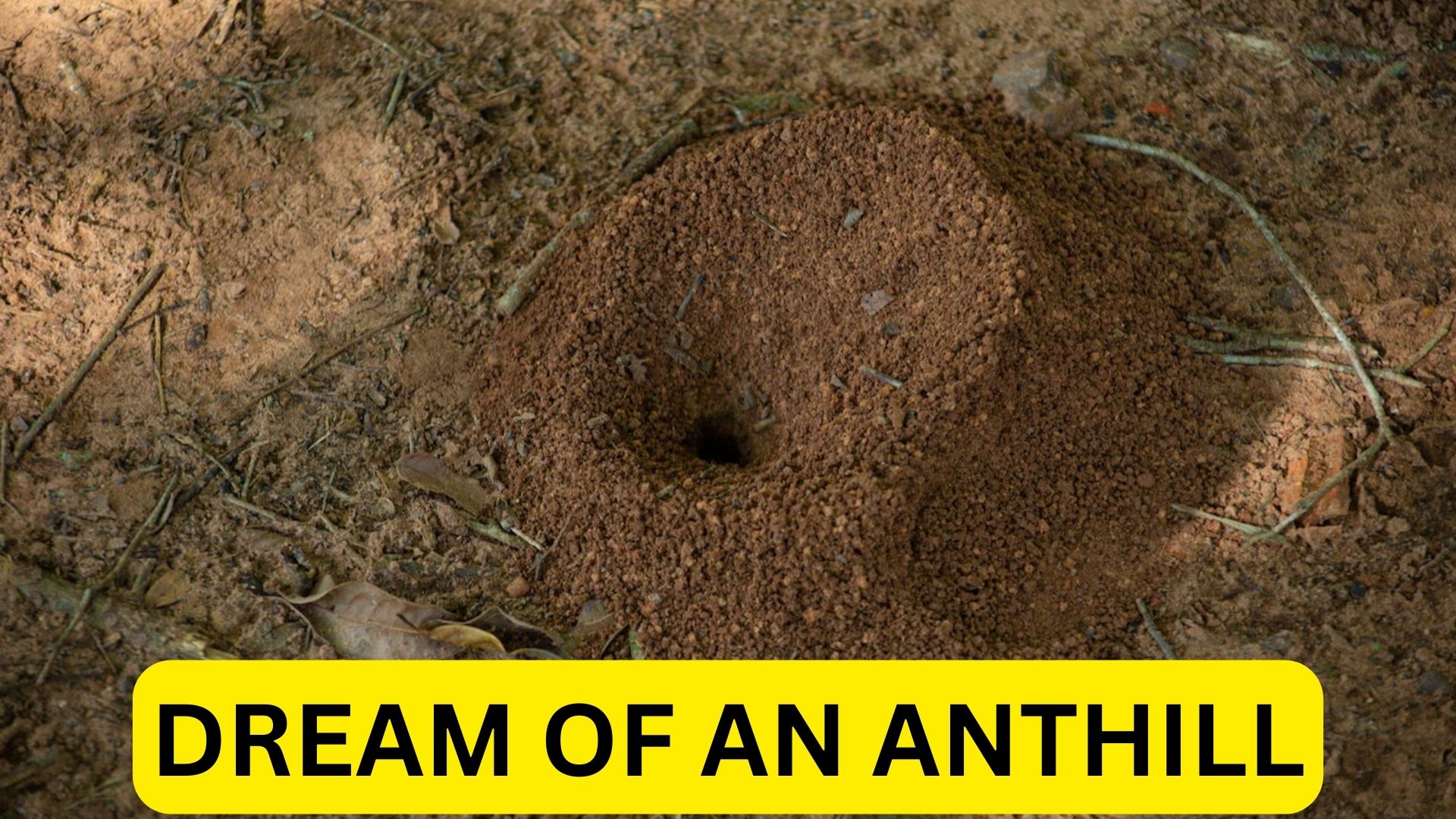 Dream Of An Anthill - A Symbol Of Hard Work