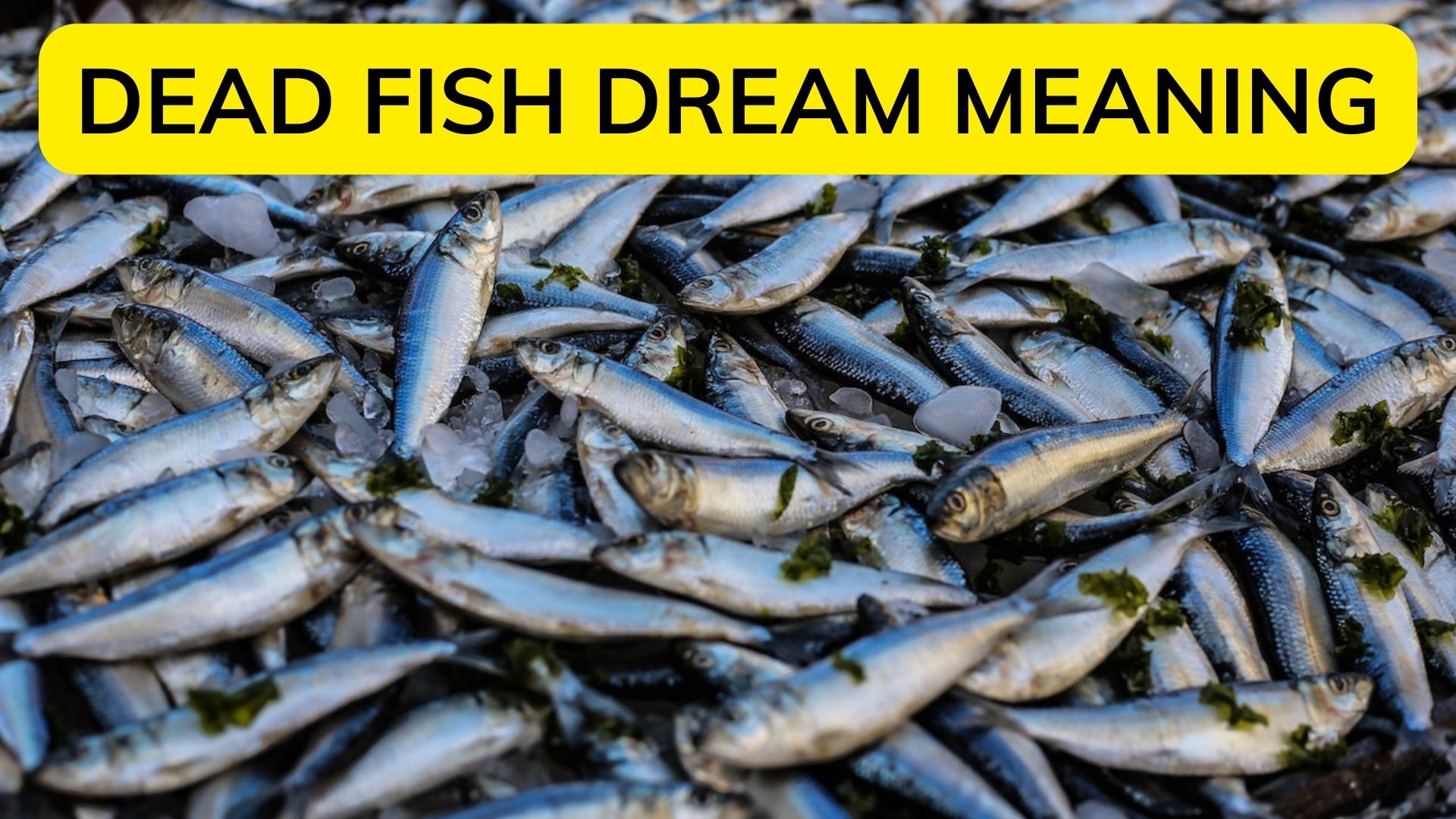 Dead Fish Dream Meaning - Conveys A Sense That Life Has Been Suspended