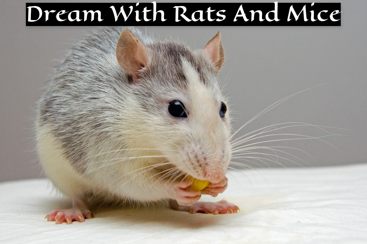 Dream With Rats And Mice Symbolism - Deadly Diseases