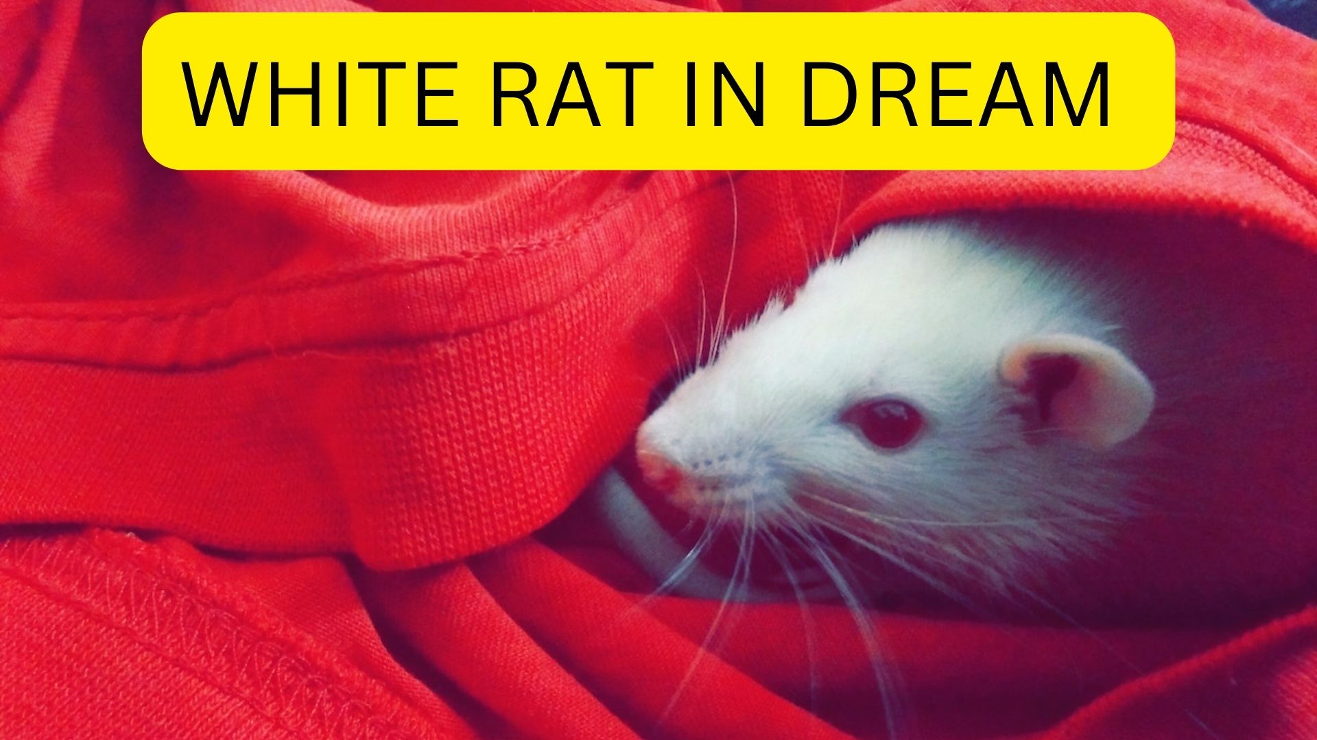 White Rat In Dream - Signifies Meanness, Betrayal