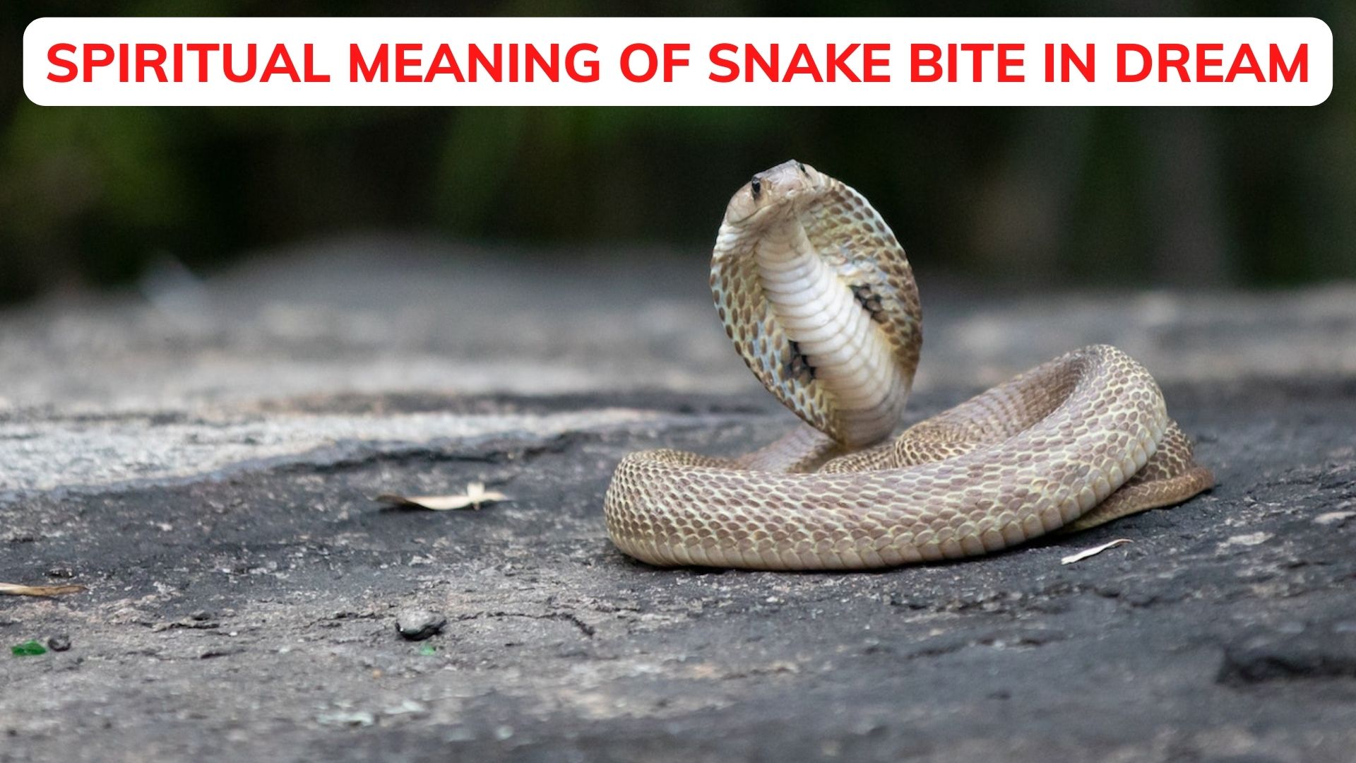 Spiritual Meaning Of Snake Bite In Dream - Hasty Judgments