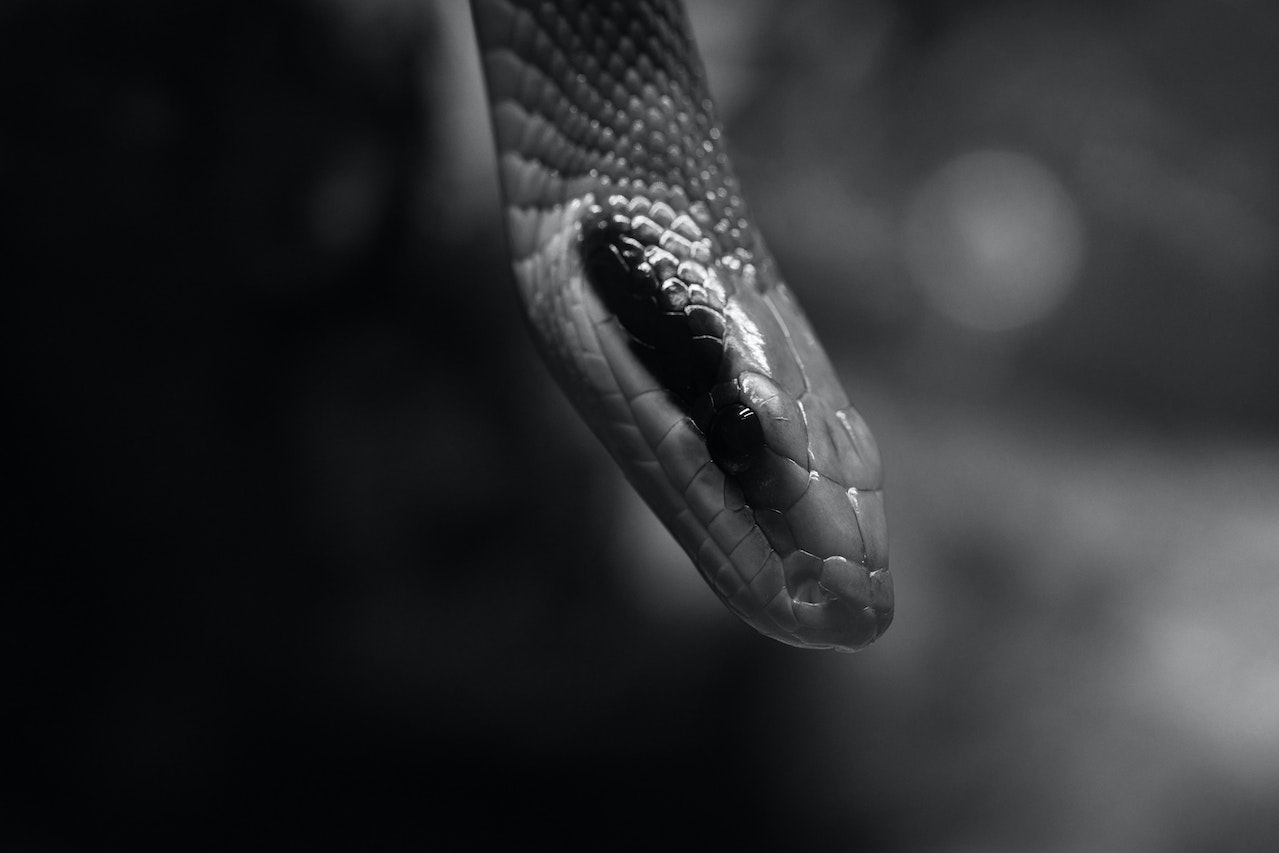 Grayscale Close-Up of Snake
