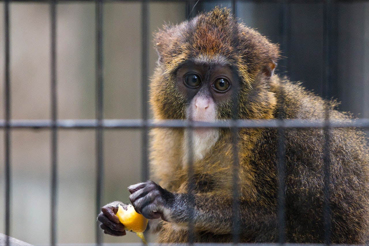 Brown Monkey Holding A Slice Of Orange