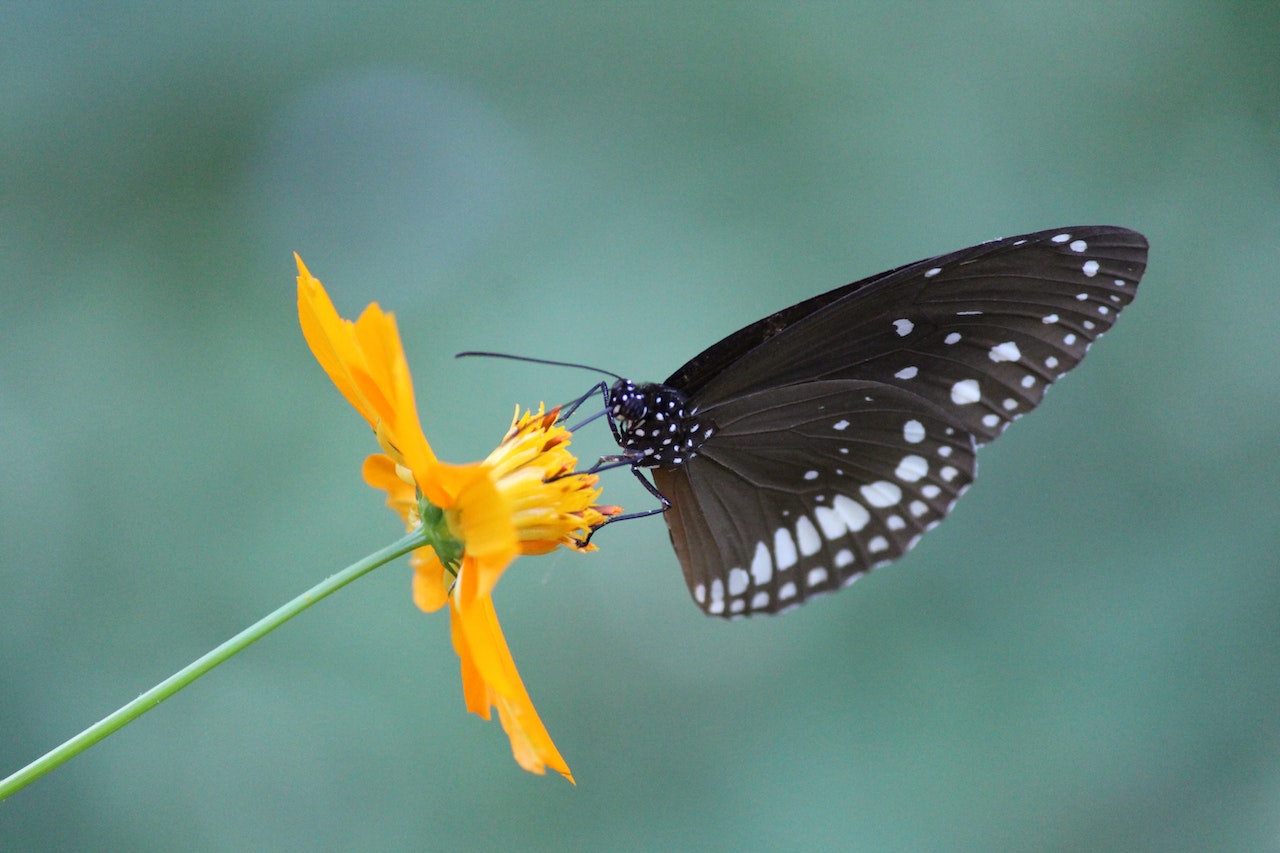 Butterfly Perched On Yellow Flower