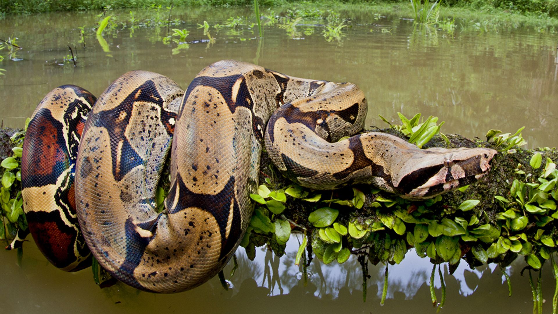Boa Constrictor Wrapped Around The Tree Branch