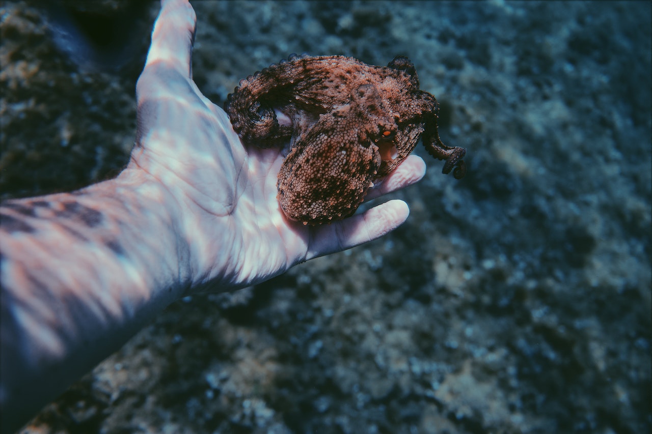 A Person Underwater Holding A Small Octopus