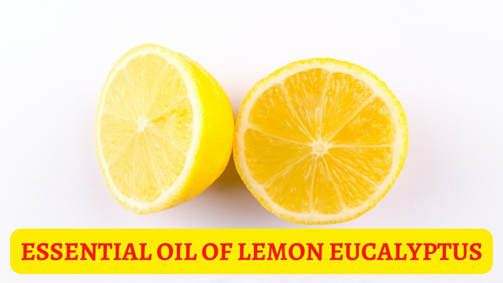 Essential Oil Of Lemon Eucalyptus - Benefits, Uses And Risks