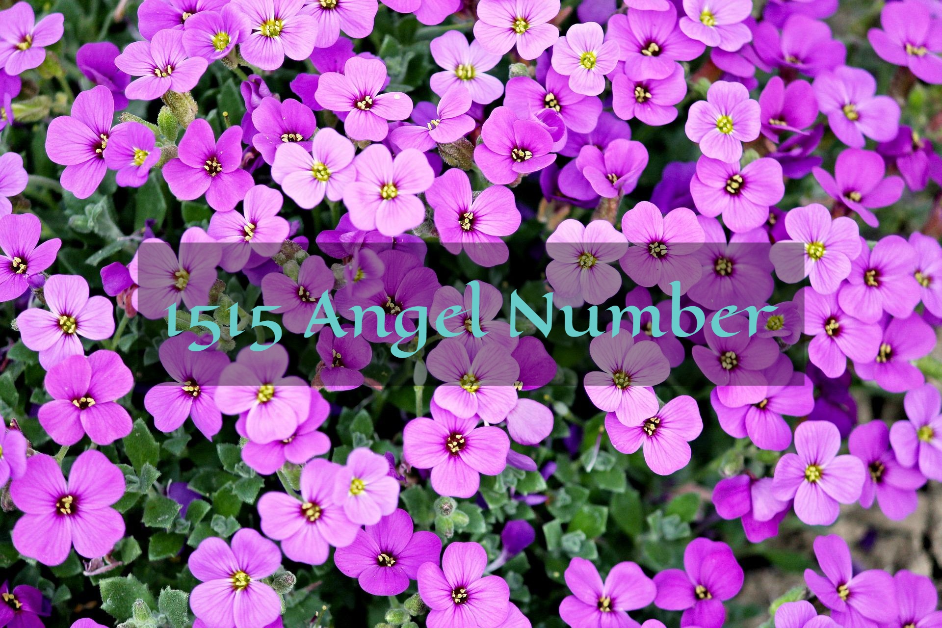 1515 Angel Number - Denotes One's Creativity And Artistry