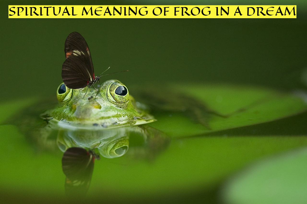 Spiritual Meaning Of Frog In A Dream - Good And Bad 