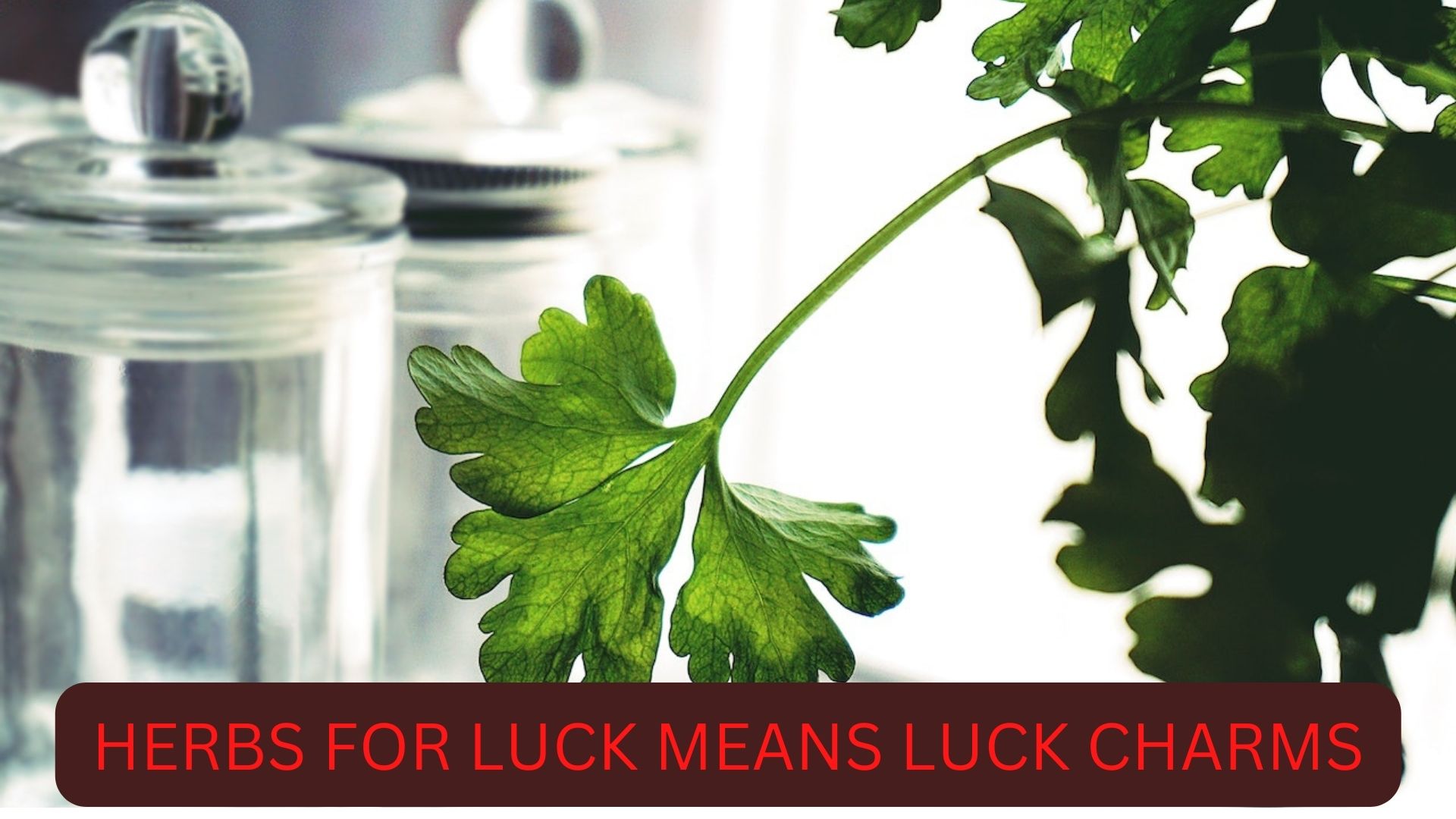 What Are The Herbs For Luck And Success?