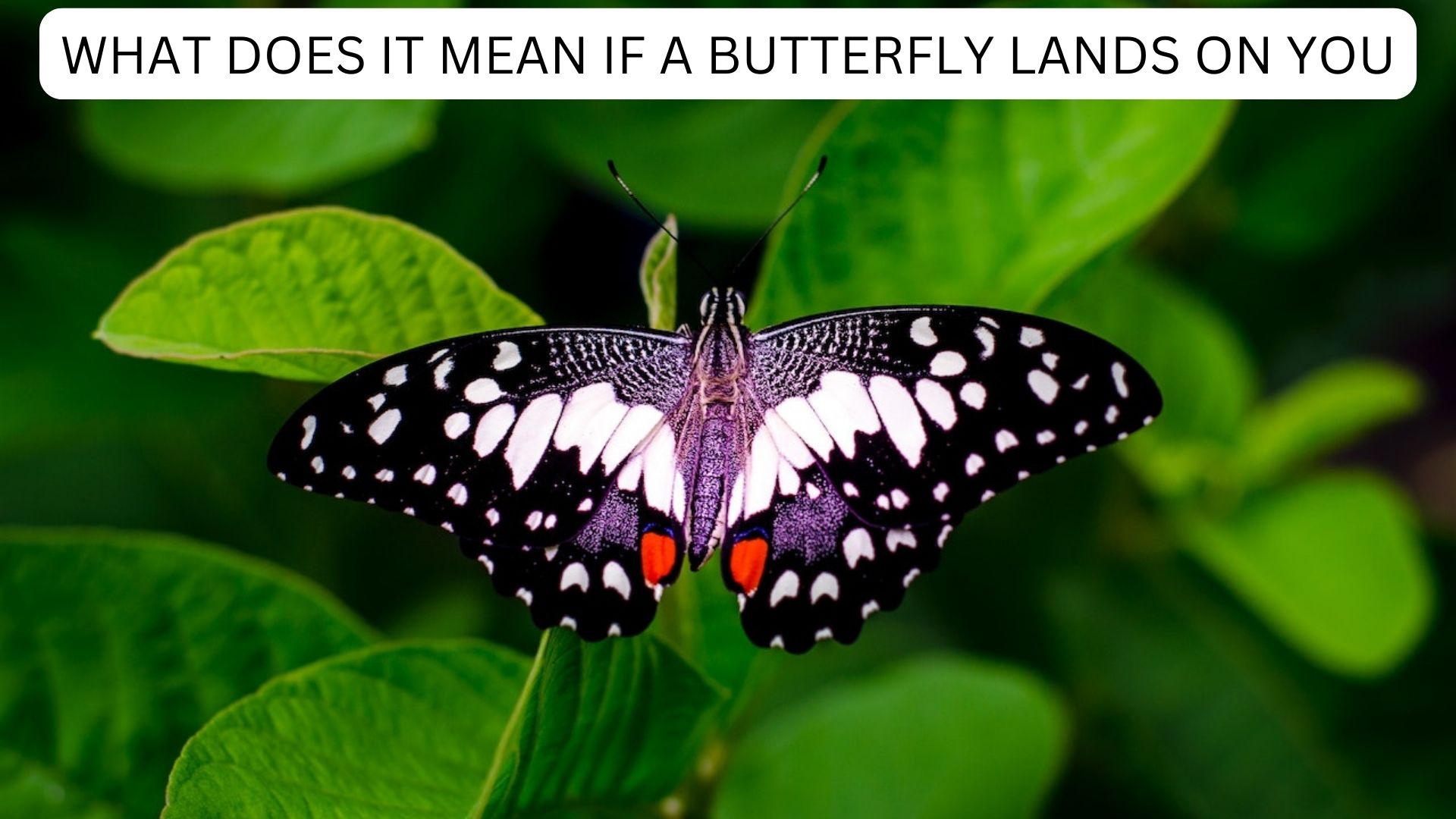 What Does It Mean If A Butterfly Lands On You