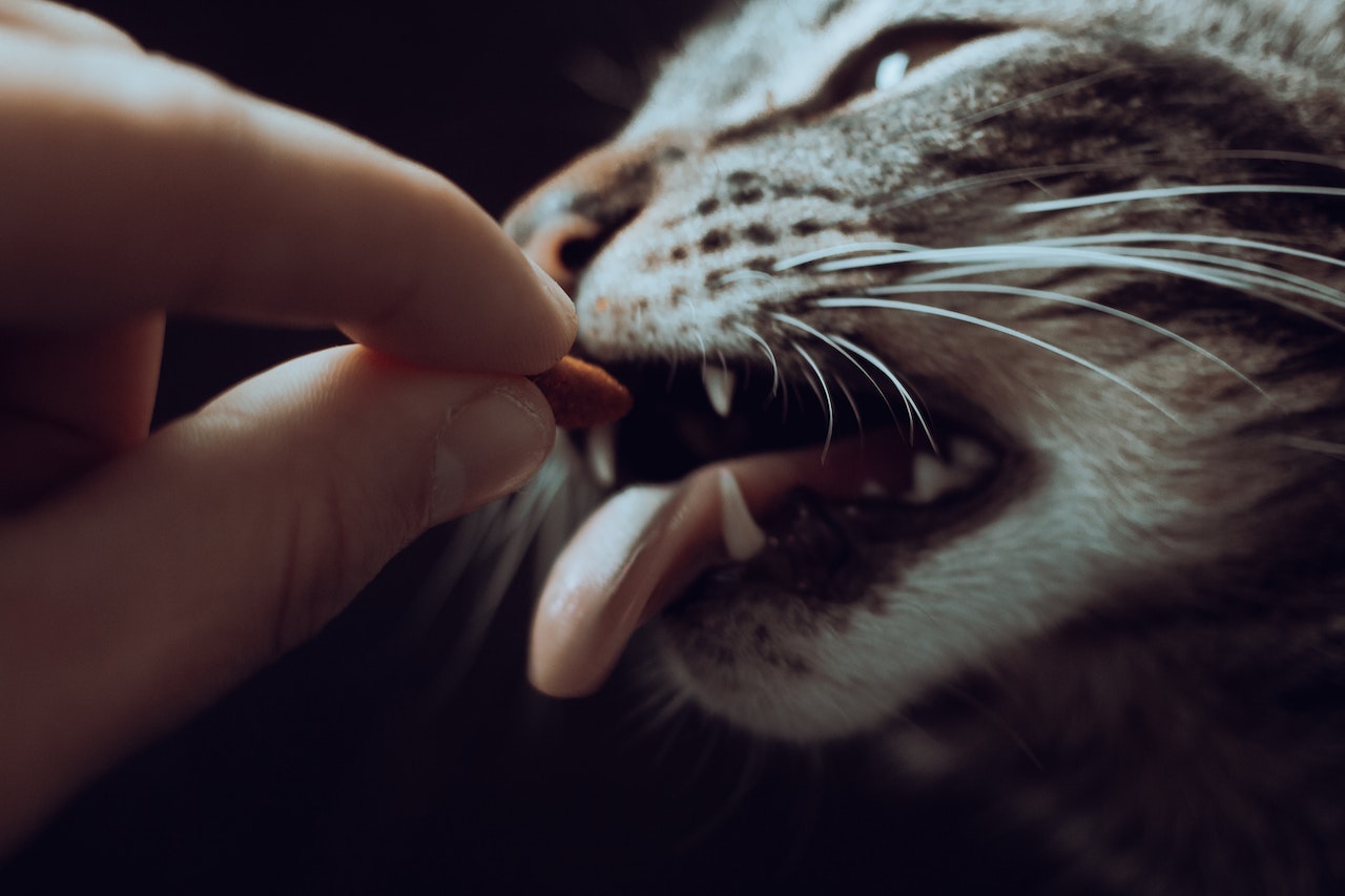 Close-Up Of A Person Feeding A Tabby Cat