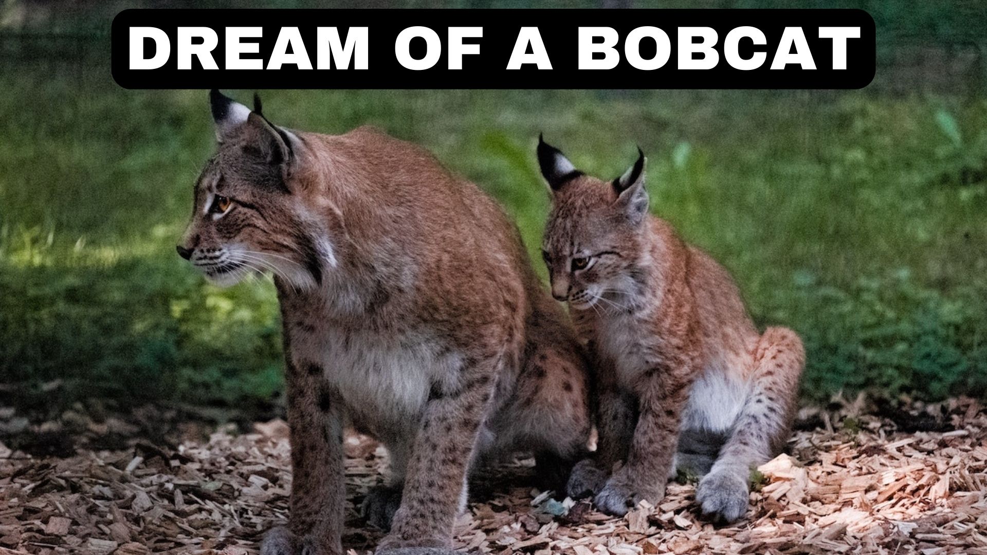 Dream Of A Bobcat - Symbolism And Meaning