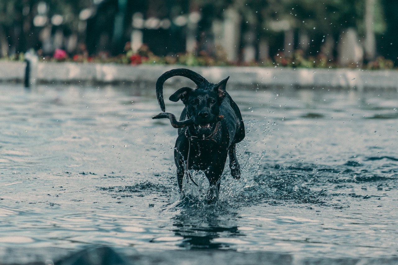 Black Dog Running On the Water
