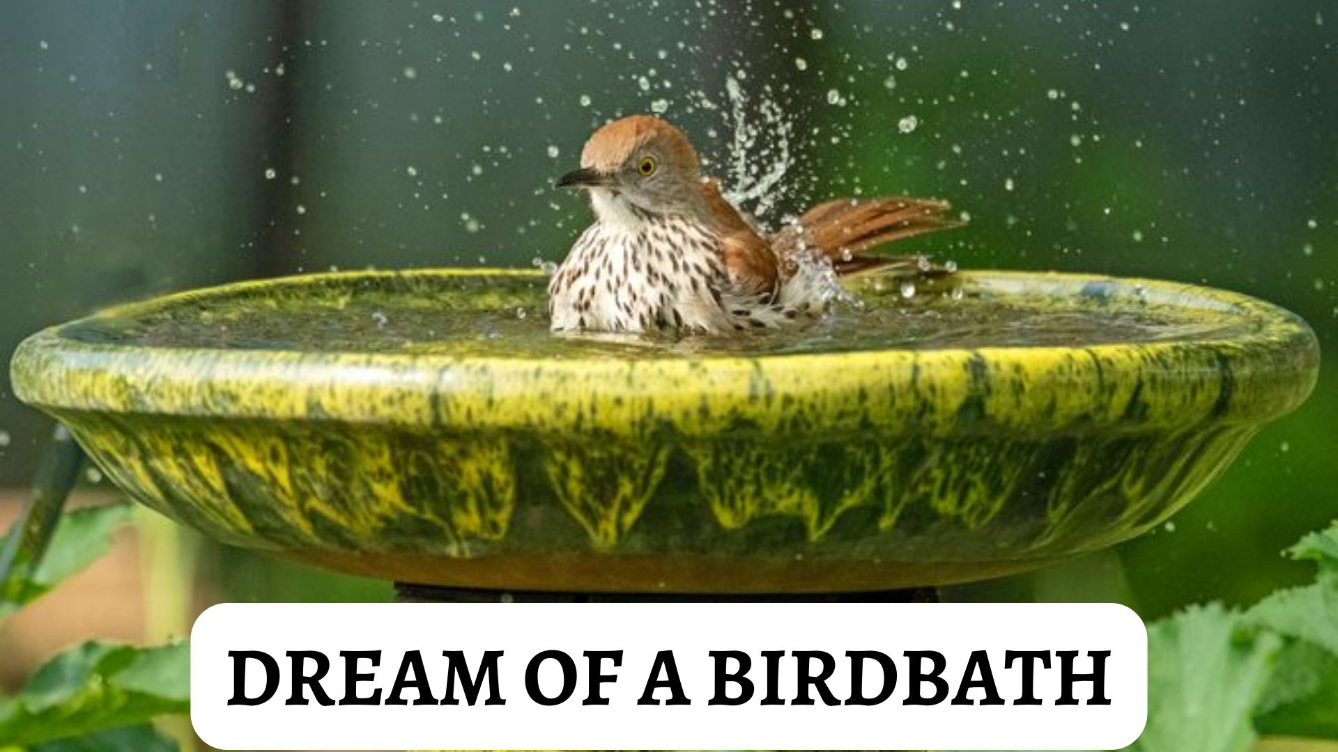 Dream Of A Birdbath - Interpretation And Meaning