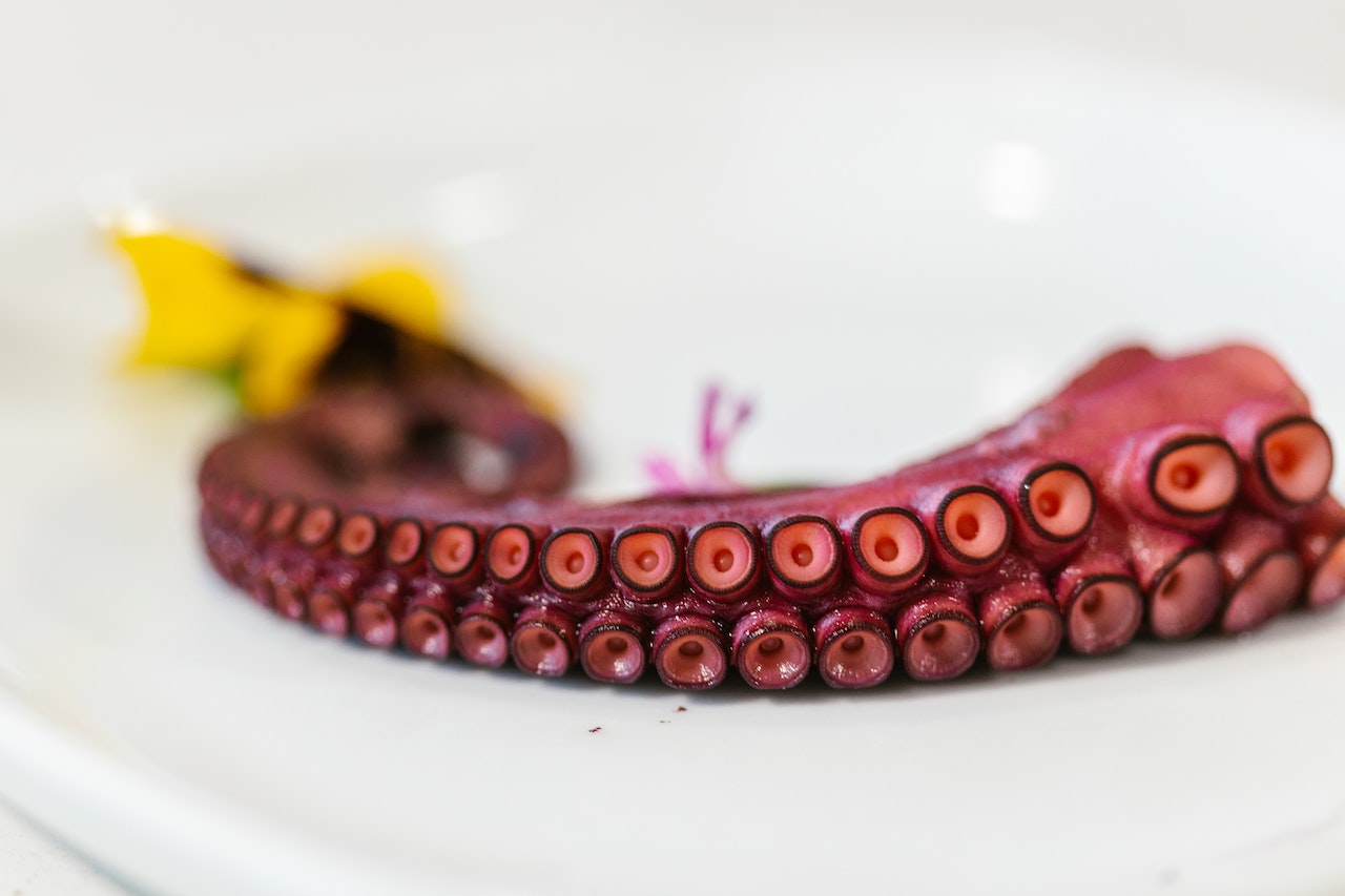 Octopus Limb Served on White Plate