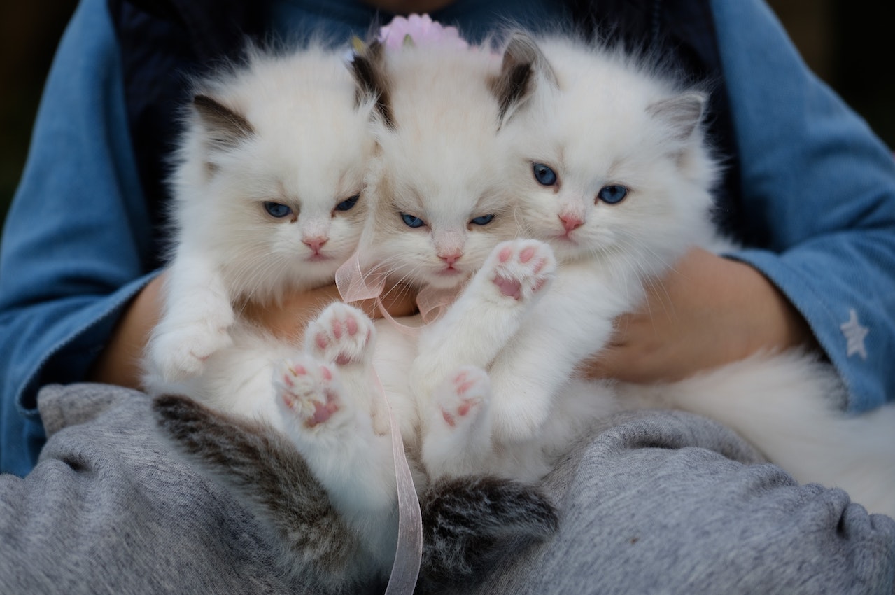 A Woman Holding Three White Kittens