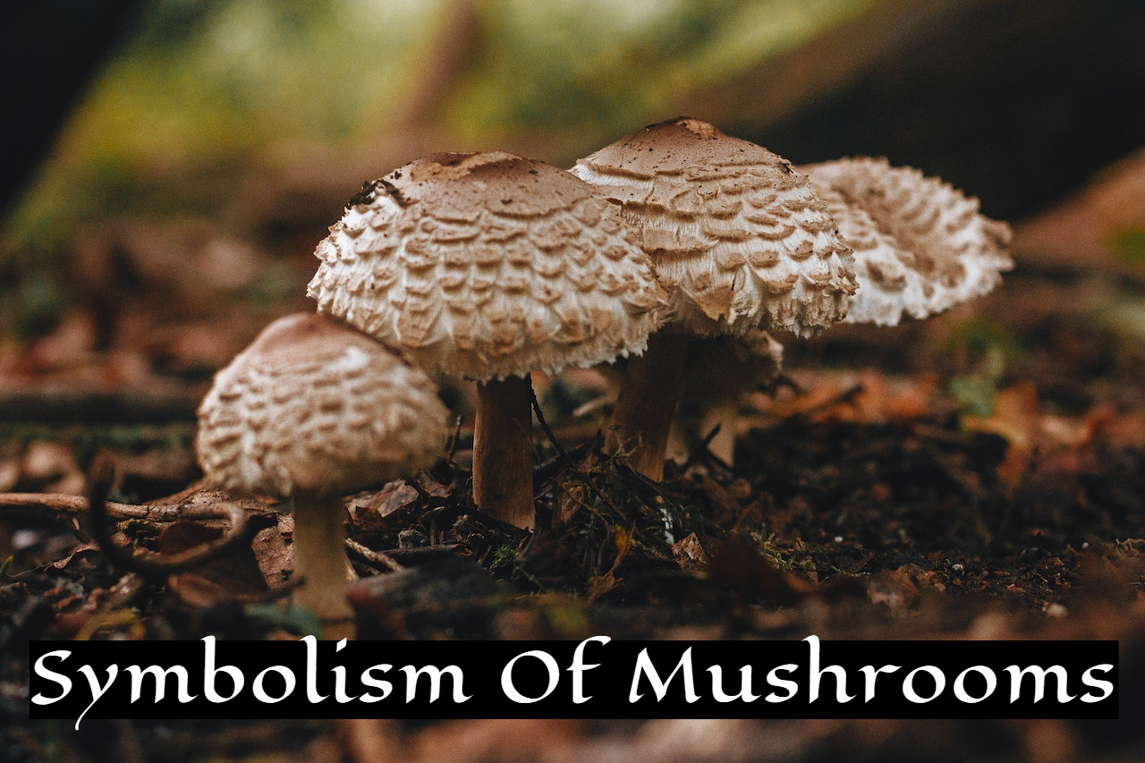 Symbolism Of Mushrooms Meaning - Transformation, Good Health, And Fertility