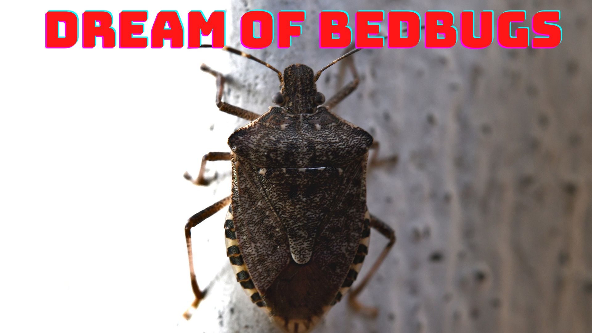 Dream Of Bedbugs - Experience An Embarrassing Situation