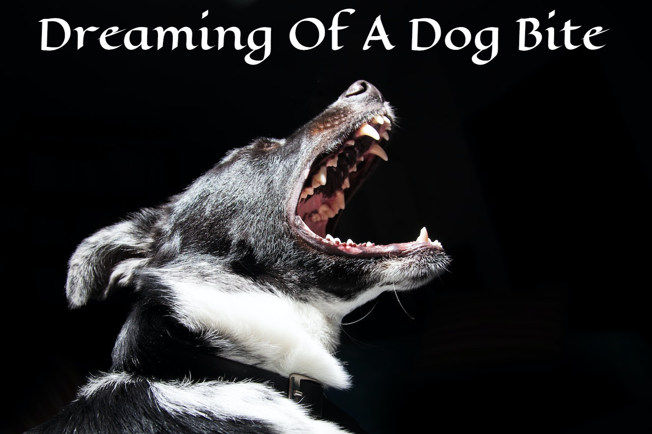 Dreaming Of A Dog Bite Meaning - Disappointment, Disobedience, And Disloyalty