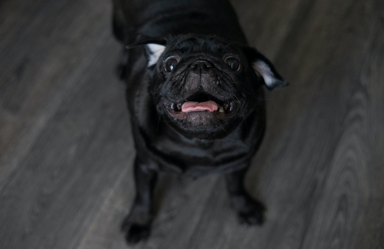 Portrait of a Funny Pug with Its Mouth Open