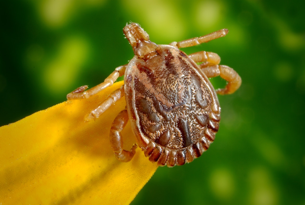 Brown Tick on Yellow Leaf in Close-up