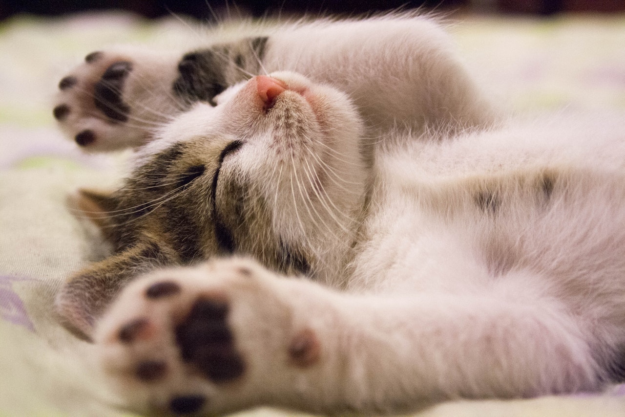 Close Up Of Cute Sleeping Cat