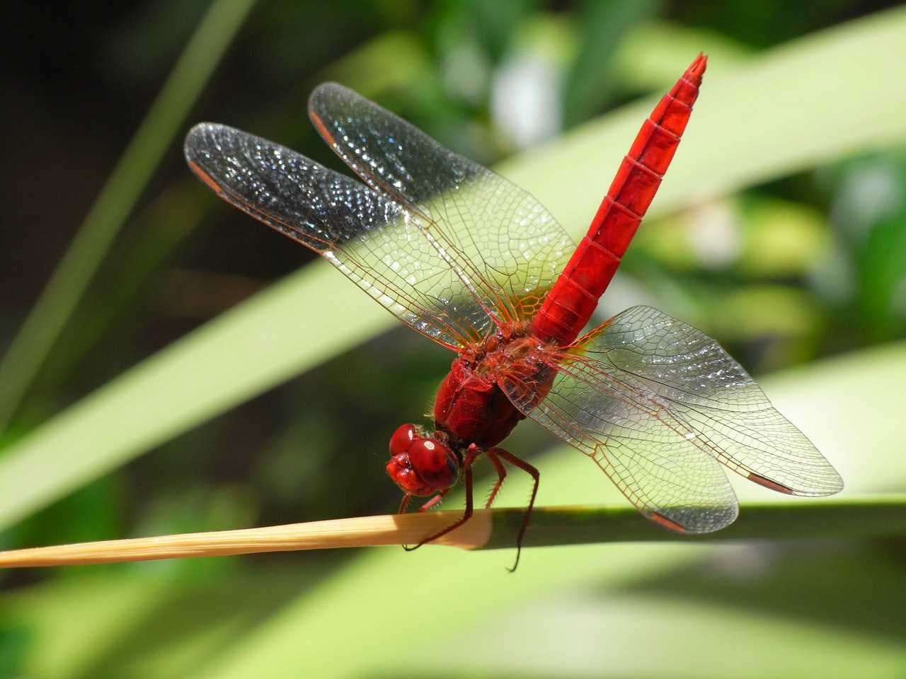 Red Dragonfly sitting on tree branch