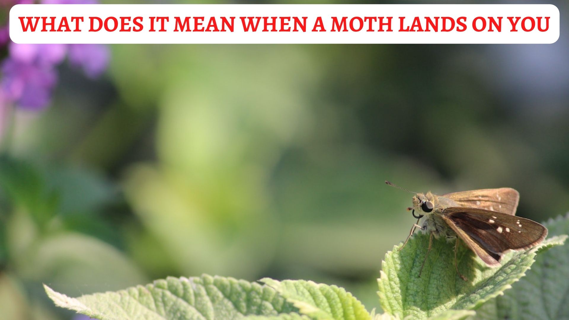What Does It Mean When A Moth Lands On You?
