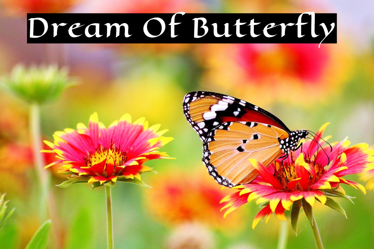 Dream Of Butterfly Symbolism - Transformation And Rebirth