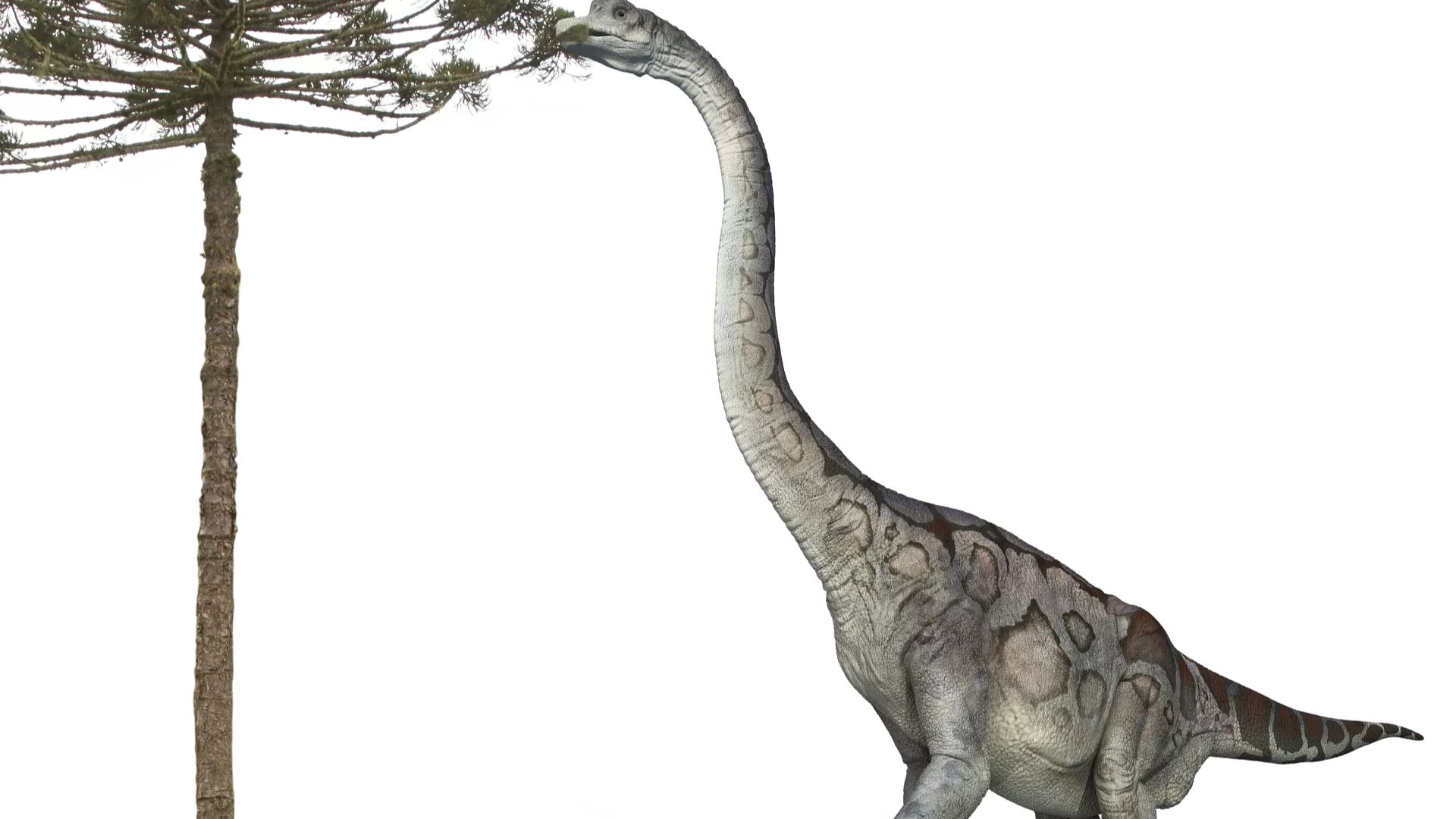 Brachiosaurus Eating From Tree