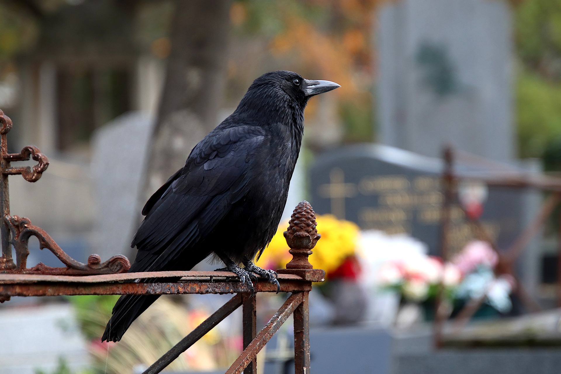 Crow Meaning - The Actual Meaning Of Crows
