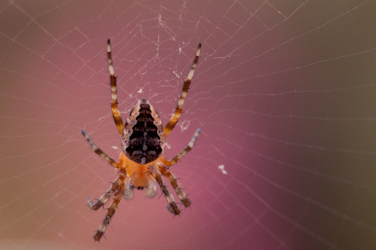 Barn Spider On Spider Web